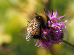 Bombus sporadicus