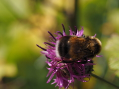 Bombus sporadicus