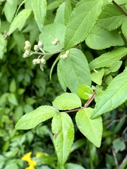 Deutzia crenata