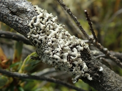 Menegazzia neozelandica