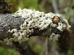 Menegazzia neozelandica
