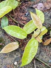 Ficus sarmentosa nipponica