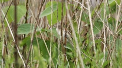 Acrocephalus orientalis