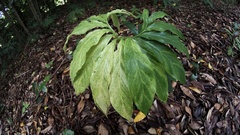 Arisaema thunbergii urashima
