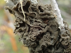 Leptogium coralloideum