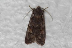 Lithophane consocia