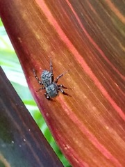 Afraflacilla elegans