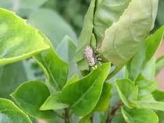 Afraflacilla elegans