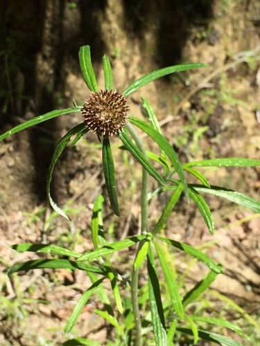 Euchiton sphaericus