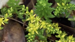Sedum mexicanum