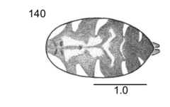 Afraflacilla elegans
