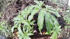 Arisaema thunbergii urashima