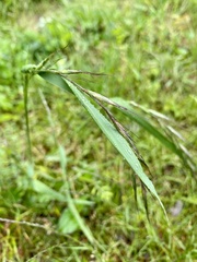 Elymus tsukushiensis