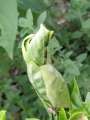 Afraflacilla elegans