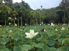 Nelumbo