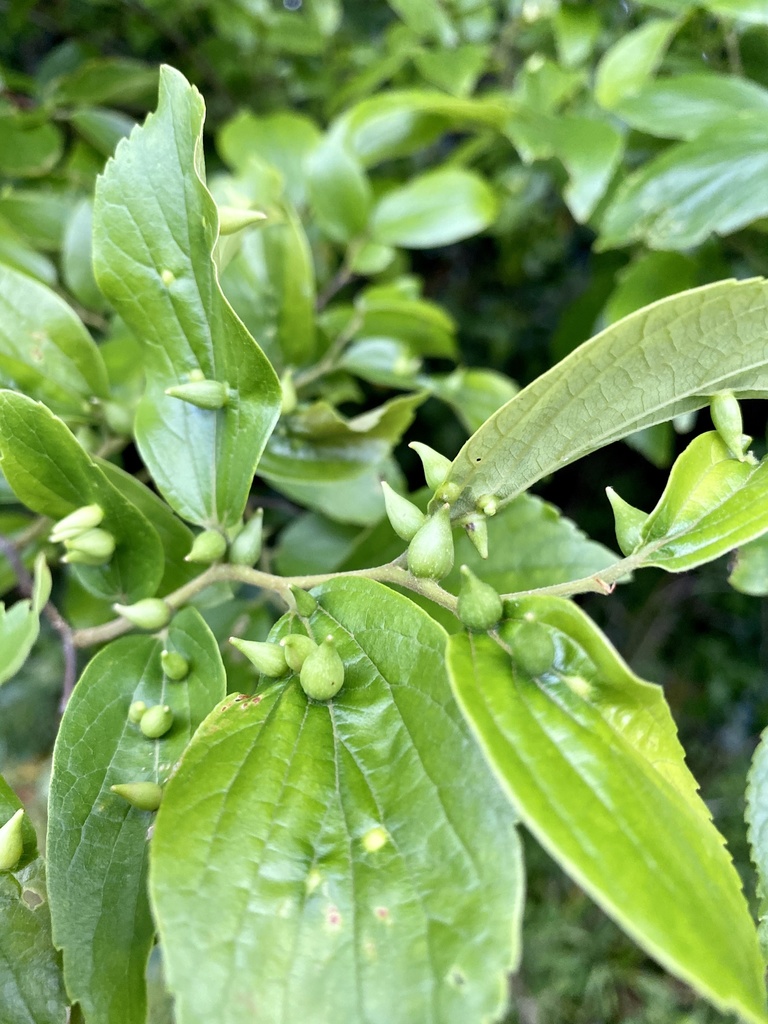 Celticecis japonica