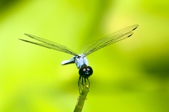 Brachydiplax duivenbodei