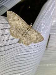 Protoboarmia faustinata