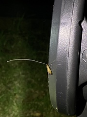 Nemophora trimetrella