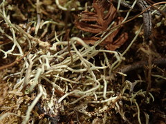 Cladonia tenerrima