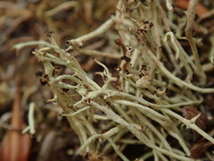 Cladonia tenerrima