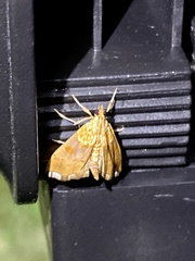 Agrotera nemoralis