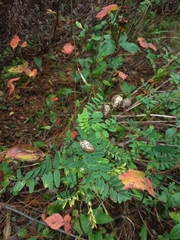 Astragalus neglectus