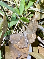 Peratostega deletaria