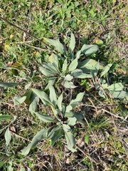 Cynoglossum creticum