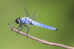 Brachydiplax duivenbodei