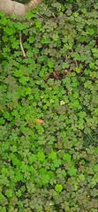 Oxalis corniculata