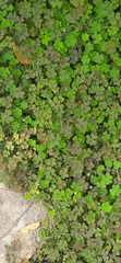 Oxalis corniculata