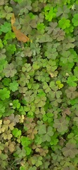 Oxalis corniculata