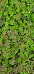 Oxalis corniculata