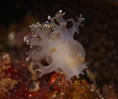 Dendronotus