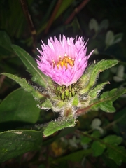 Centaurea pullata
