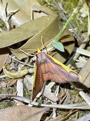 Nothomiza oxygoniodes