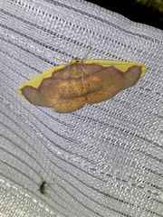 Nothomiza oxygoniodes