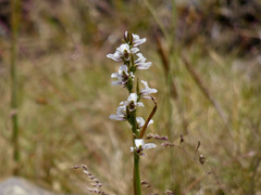 Prasophyllum suttonii