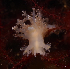 Dendronotus