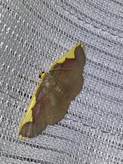 Nothomiza oxygoniodes