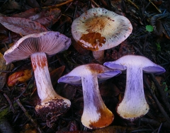 Cortinarius glaucocephalus