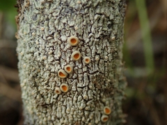 Brigantiaea chrysosticta