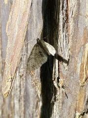 Trichopterigia consobrinaria