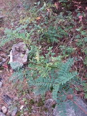 Astragalus neglectus