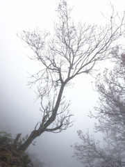 Tetradium glabrifolium