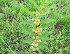 Pachycarpus asperifolius