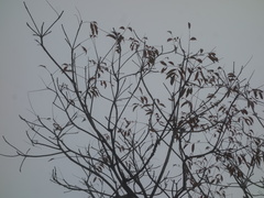 Tetradium glabrifolium