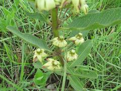 Pachycarpus asperifolius