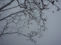 Tetradium glabrifolium